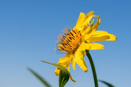 Téléchargez les photos : Gros plan sur le tournesol à feuilles rondes une prairie de fleurs sauvages poussant dans les régions rurales du Minnesota, aux États-Unis. - en image libre de droit