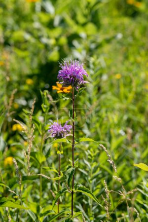 Téléchargez les photos : Purple Bee Balm, Bergamote sauvage poussant dans le Minnesota rural, États-Unis par une journée d'été ensoleillée. - en image libre de droit