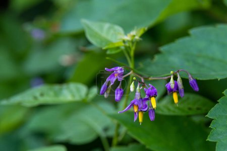 Téléchargez les photos : Les fleurs pourpres et jaunes de Bittersweet Nightshade aussi Solanum dulcamara une plante toxique qui pousse dans les zones rurales du Minnesota, États-Unis. - en image libre de droit