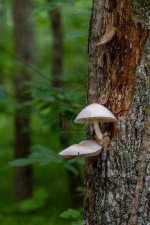 Photo for A white Silky Rosegill or Volvariella bombycina mushroom growing on a tree in rural Minnesota, United States. - Royalty Free Image