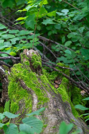 Téléchargez les photos : Mousse poussant sur un arbre tombé dans Maplewood State Park dans le Minnesota rural, États-Unis. - en image libre de droit