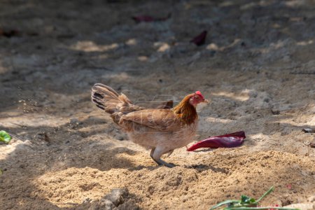 Téléchargez les photos : Poule poule brune sauvage butinant dans le sable sur la plage au bord de la mer à Kauai, Hawaï, États-Unis. - en image libre de droit