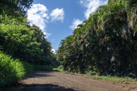 Téléchargez les photos : La route de terre bordée d'arbres à Kahili Beach à Kilauea, Kauai, Hawaï, États-Unis. - en image libre de droit