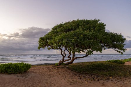 Foto de A lone Heliotropium arboreum Tree near the Pacific Ocean on Kauai, Hawaii. Otros nombres Soldado de hoja de terciopelo Bush, Heliotropo de árbol, y Octopus Bush. - Imagen libre de derechos