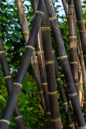Téléchargez les photos : Gros plan sur le nom scientifique intéressant du bambou noir Phyllostachys nigra à Kauai, Hawaï, États-Unis. - en image libre de droit