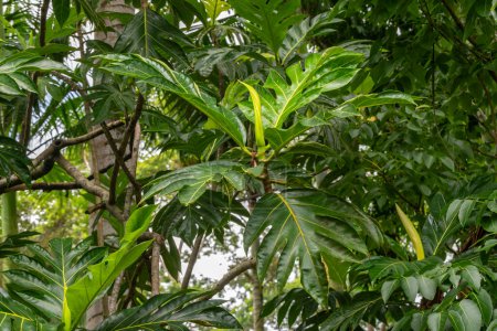 Téléchargez les photos : Gros plan sur la fleur de l'arbre à pain nom scientifique Artocarpus altilis à Kauai, Hawaï, États-Unis. - en image libre de droit