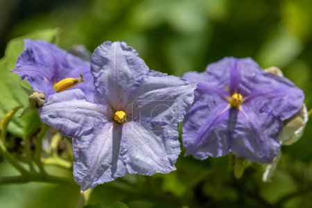Téléchargez les photos : Les fleurs pourpres et jaunes de Bittersweet Nightshade aussi Solanum dulcamara une plante toxique qui pousse à Kauai, Hawaï, États-Unis. - en image libre de droit