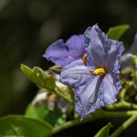 The purple and yellow flowers of Bittersweet Nightshade also Solanum dulcamara a poisonous plant growing in Kauai, Hawaii, United States.