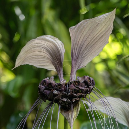 Téléchargez les photos : La fleur unique intéressante appelée White Bat Flower ou Tiger's Whiskers nom scientifique Tacca integrifolia à Kauaii, Hawaï, États-Unis. - en image libre de droit