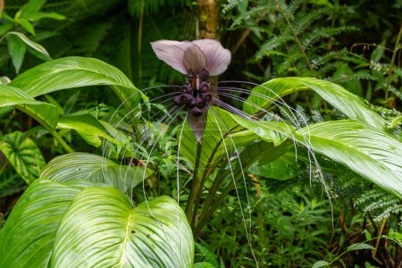 Téléchargez les photos : La fleur unique intéressante appelée White Bat Flower ou Tiger's Whiskers nom scientifique Tacca integrifolia à Kauaii, Hawaï, États-Unis. - en image libre de droit