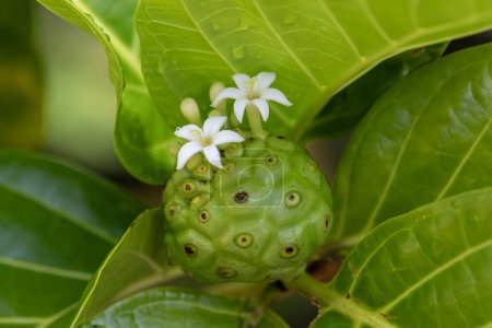 La interesante fruta tropical de Noni con flores blancas nombre científico Morinda citrifolia en Kauai, Hawaii, Estados Unidos.