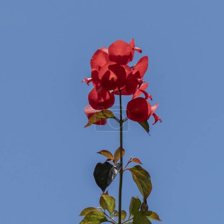 Téléchargez les photos : Gros plan de l'intéressante fleur rouge de l'usine chinoise de chapeau, tasse et soucoupe, chapeau mandarin contre un ciel bleu nom scientifique Holmskioldia sanguinea à Kauai, Hawaï, États-Unis. - en image libre de droit
