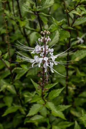 Téléchargez les photos : Gros plan de la jolie fleur blanche appelée Cat's Whiskers ou Java Tea nom scientifique Orthosiphon aristatus à Kauai, Hawaï, États-Unis. - en image libre de droit