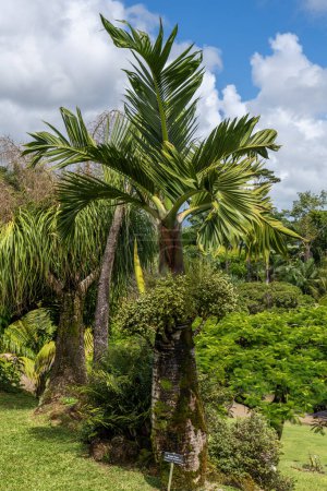 Foto de Una hermosa palma de botella con mucha fruta verde en ella nombres científicos Palmiste gigoulette o Hyophorbe lagenicaulis en Kauai, Hawaii, Estados Unidos. - Imagen libre de derechos