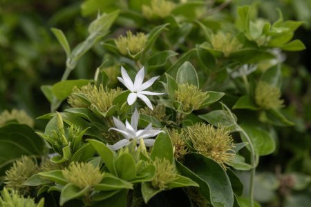 Nahaufnahme der aromatischen weißen Blüte des Sternenjasmines wissenschaftlicher Name Jasminum multiflorum die letzten Blüten mit Regentropfen in Kauai, Hawaii, Vereinigte Staaten.