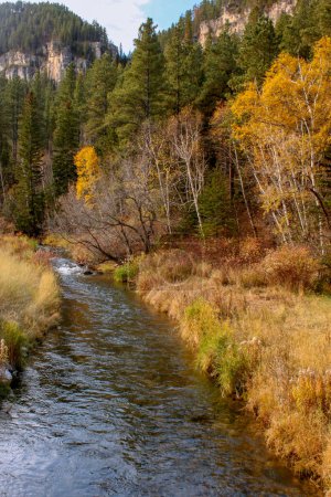Photo for A small stream in the Fall in the Black Hills in South Dakota, United States. - Royalty Free Image