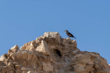 Téléchargez les photos : L'étourneau de Tristram (Onychognathus tristramii) ou le grappin de Tristram sur une paroi rocheuse du parc national Masada en Israël - en image libre de droit