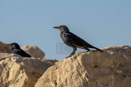 Téléchargez les photos : L'étourneau de Tristram (Onychognathus tristramii) ou le grappin de Tristram sur une paroi rocheuse du parc national Masada en Israël - en image libre de droit