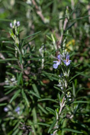 Close up of the small flower of the Rosemary bush, scientific name Rosemary.