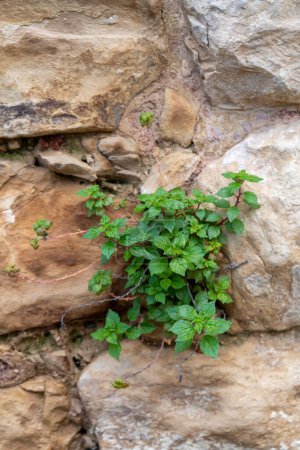 Photo for Green plant growing in stone wall at The Citadel Garden in Zefat, Safed, Tzfat, Israel. - Royalty Free Image