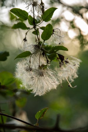 The fluffy airy seeds of the Clematis cirrhosa vine which grows wild climbing trees in Israel. Other names  Early Virgin's Bower,  Traveler's Joy. 