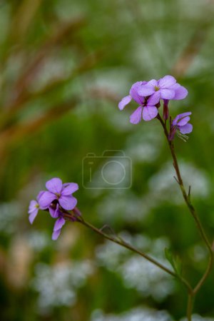 The small purple flowers growing on Mount Gilboa in Israel scientific name Erysimum repandum common names Spreading Wallflower, Spreading Treacle-Mustard, and Bushy Wallflower.