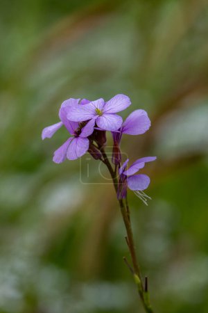 Las pequeñas flores púrpuras que crecen en el Monte Gilboa en Israel nombre científico Erysimum repandum nombres comunes Difundir Wallflower, Difundir Treacle-Mostaza, y Bushy Wallflower.
