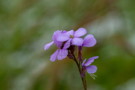 Las pequeñas flores púrpuras que crecen en el Monte Gilboa en Israel nombre científico Erysimum repandum nombres comunes Difundir Wallflower, Difundir Treacle-Mostaza, y Bushy Wallflower.
