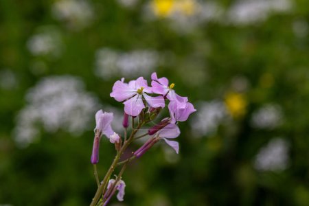 Die kleinen lila Blüten, die auf dem Berg Gilboa in Israel wachsen, tragen den wissenschaftlichen Namen Erysimum repandum, verbreiten Wallflower, verbreiten Treacle-Senf und buschige Wallflower.