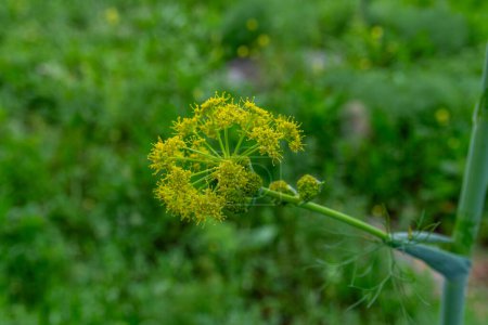 Gelbe Wildblume Riesenfenchel, Ferula communis, Apiaceae, die in Israel wächst