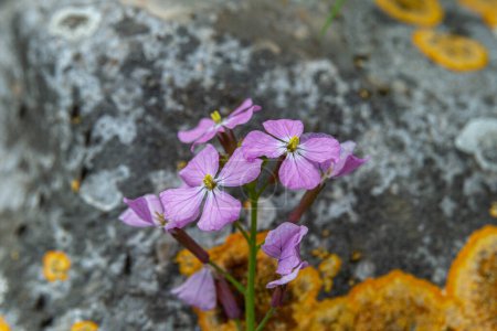 Photo for The small purple flowers growing on Mount Gilboa in Israel scientific name Erysimum repandum common names Spreading Wallflower, Spreading Treacle-Mustard, and Bushy Wallflower. - Royalty Free Image