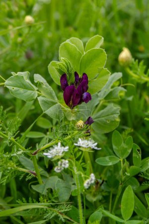 Dark purple flowers of Narbon vetch scientific name Vicia narbonensis growing on Mount Gilboa in Israel.