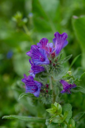 Purple Wildblume Echium plantagineum, Purple Viper 's Bugloss, Paterson' s Curse, Salvation Jane, Blue Weed und Lady Campbell Weed in Israel.