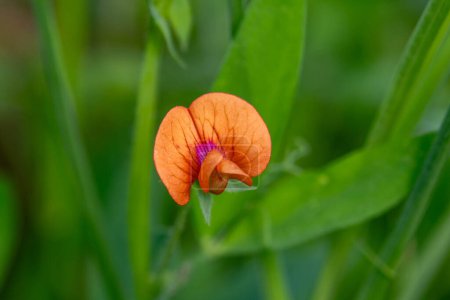 La petite fleur orange et rose du Lathyrus hierosolymitanus, Jérusalem Vetchling