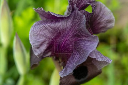 Photo for The large dark purple Gilboa Iris, Iris Haynei Baker in bloom on Mount Gilboa, Israel - Royalty Free Image