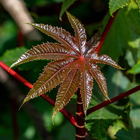 Hoja joven de color marrón a rojo de Ricinus communis o planta de frijol ricino.