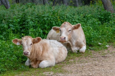 Une vache et un veau de couleur beige clair couchés sur le mont Gilboa en Israël.