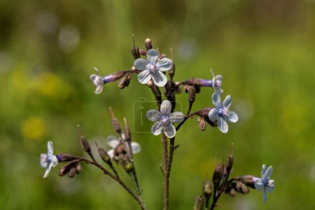 Very small blue wildflower Anchusa common names common bugloss or alkanet blooming in woodlands in Israel