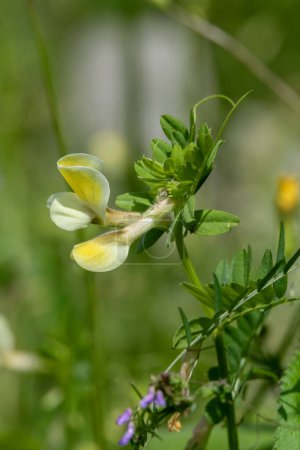 Gros plan sur la fleur jaune et blanche de Lathyrus laevigatus nom commun Pois jaune, vesce jaune poussant dans le parc Ramat Menashe en Israël.