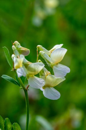 Close up of the yellow and white flower of Lathyrus laevigatus common name Yellow Pea, Yellow Vetch growing in Ramat Menashe Park in Israel.