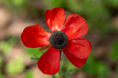 Un nombre científico rojo y negro del buttercup persa Ranunculus asiaticus que crece en el parque de Ramat Menashe en Israel.
