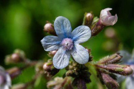 Primer plano de la flor silvestre azul muy pequeña Anchusa nombres comunes bugloss común o alkanet floreciendo en bosques en Israel