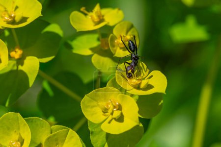 Téléchargez les photos : Fermer une fourmi à la tête abrogée et au corps noir sur l'Euphorbia hellioscopia jaune et verte AKA Sun Spurge ou lait de folle dans le parc Ramat Menashe en Israël. - en image libre de droit