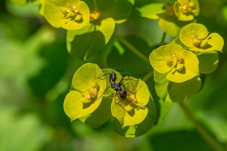 Großaufnahme einer Ameise mit abgetragenem Kopf und schwarzem Körper auf der gelb-grünen Euphorbia hellioscopia AKA Sonnenmilch oder Madwoman 's milk im Ramat Menashe Park in Israel.