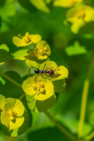 Großaufnahme einer Ameise mit abgetragenem Kopf und schwarzem Körper auf der gelb-grünen Euphorbia hellioscopia AKA Sonnenmilch oder Madwoman 's milk im Ramat Menashe Park in Israel.
