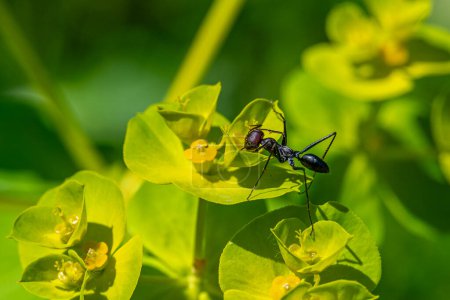 Acercamiento de una hormiga con cabeza encarnada y cuerpo negro en el amarillo y verde Euphorbia hellioscopia AKA Sun Spurge o Madwoman 's milk en el Parque Ramat Menashe en Israel.