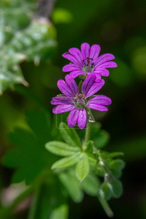 Close up of the small flowers of purple wild Geranium growing in Israel.