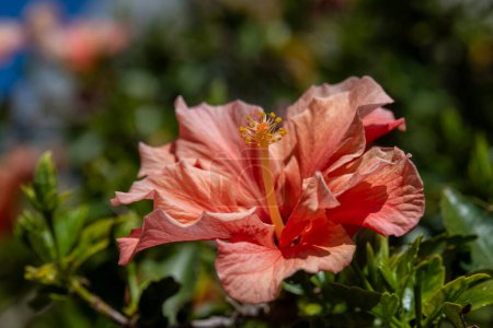 Gros plan sur les noms communs de fleurs d'Hibiscus de pêche double China Rose, Shoeblack Plant ou Rose Mallow dans un jardin en Israël.