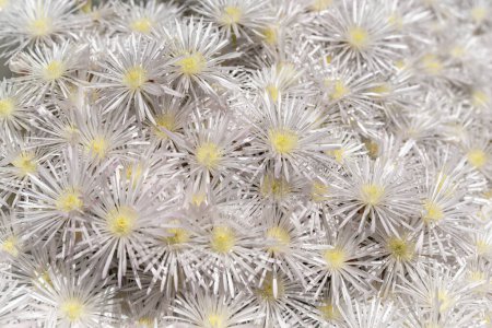Close up of the beautiful white flowers of the succulent plant Creeping Redflush or Rosy Dewplant,  scientific name Lampranthus multiradiatus, Rayito de sol in Israel.