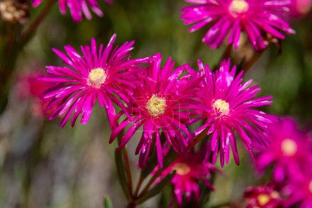 Close up of the beautiful bright pink flowers of the succulent Creeping Redflush or Rosy Dewplant, scientific name Lampranthus multiradiatus, Rayito de sol in Israel.